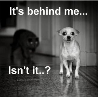 funny dog pictures - its behind me isn't it