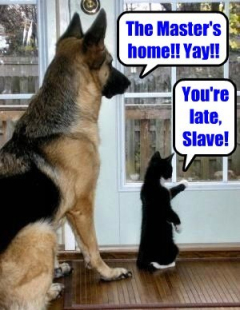 funny dog pictures -difference between dogs and cats